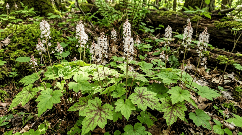 Foamflower